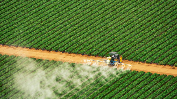Best Ant Control Services  in Pearisburg, VA