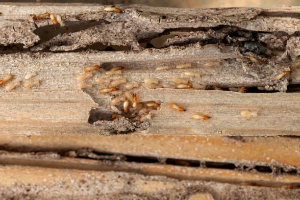 Best Best Pest Control Companies  in Pearisburg, VA